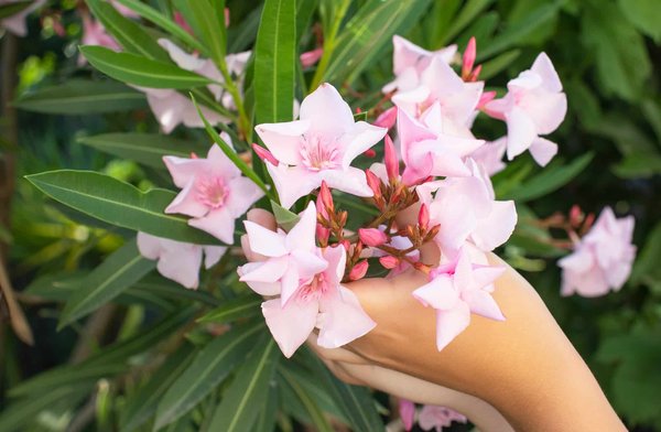 Quelle est la meilleure période pour le rempotage d'un laurier rose en pot ?